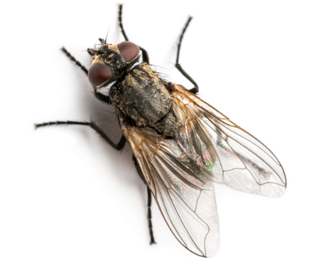 Mouche domestique